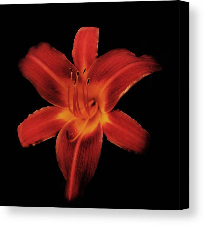 Lily Canvas Print featuring the photograph Fire Lily by Michael Porchik