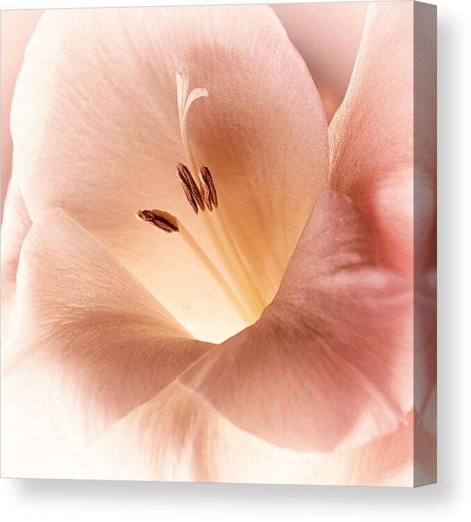 Floral Canvas Print featuring the photograph Firefly by Darlene Kwiatkowski