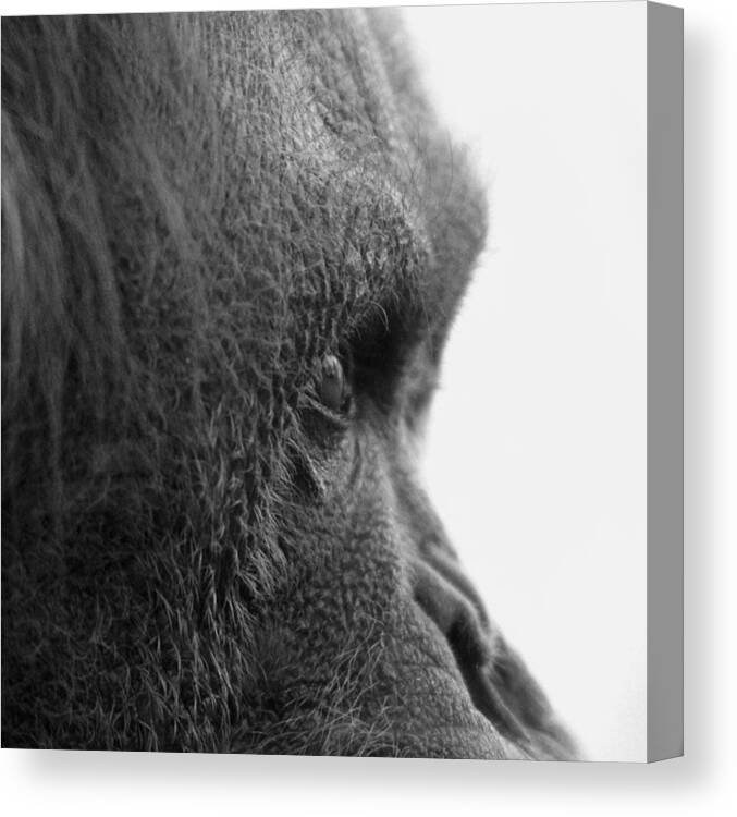 Orangutan Canvas Print featuring the photograph Fixation by Jeremiah John McBride