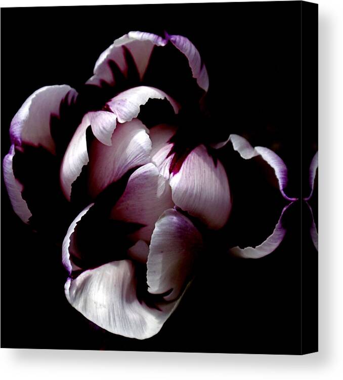 Tulip Canvas Print featuring the photograph Floral Symmetry by Rona Black