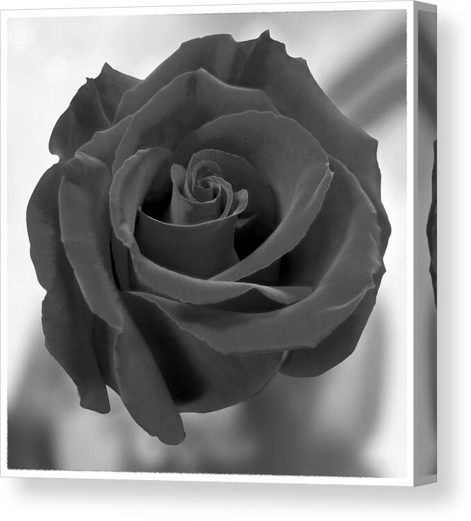Rose Canvas Print featuring the photograph Dark Rose by Mike McGlothlen