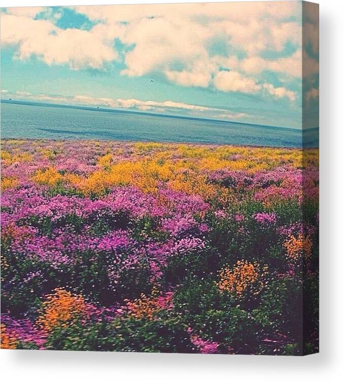 Scenery Canvas Print featuring the photograph Flower Bed Along The Pacific Coast by Karen Winokan