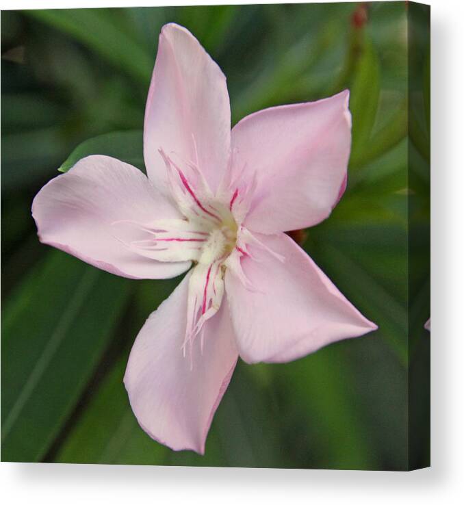 Flower Canvas Print featuring the photograph Flower by Dave Dos Santos