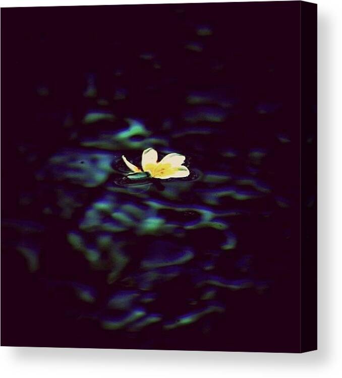 Flower Floating In Water Canvas Print featuring the photograph Flower In The Water by Phil Day