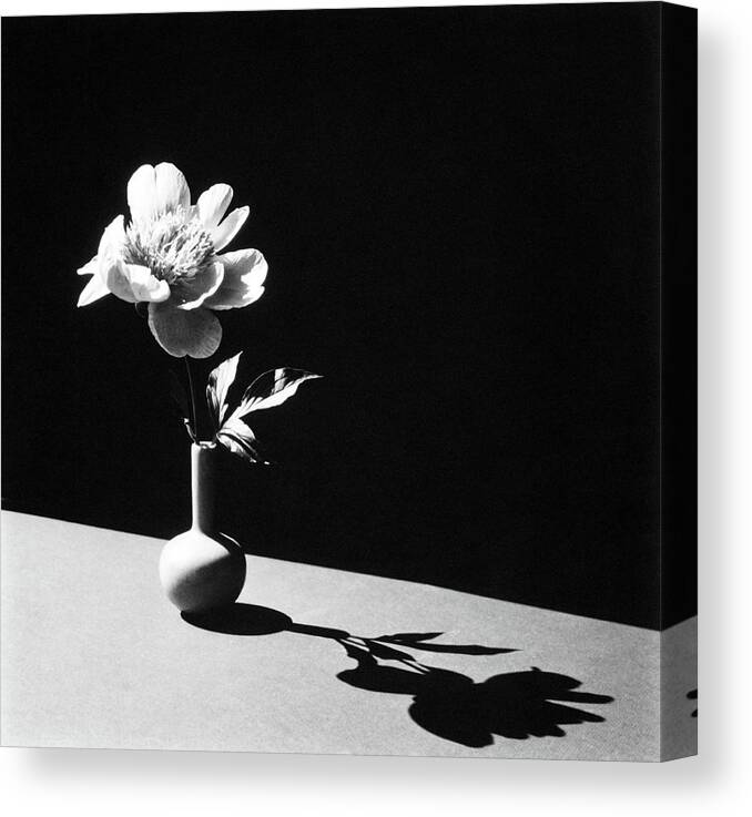 Daytime Canvas Print featuring the photograph Flower In Vase by Horst P. Horst