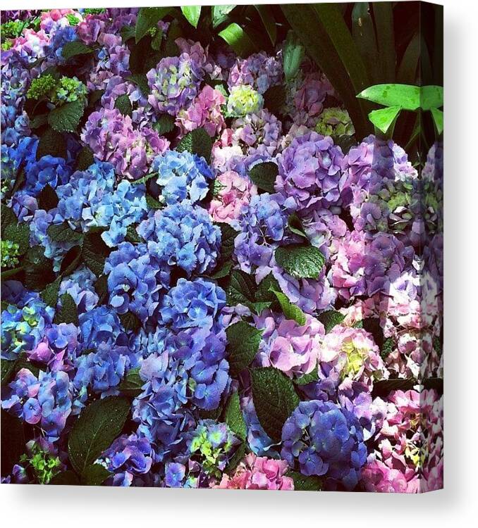  Canvas Print featuring the photograph Flowers by Amberly Rose