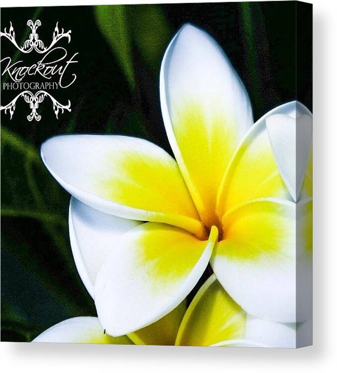Beautiful Canvas Print featuring the photograph #flowers #flower #tagsforlikes #petal by Knockout Photography Qld