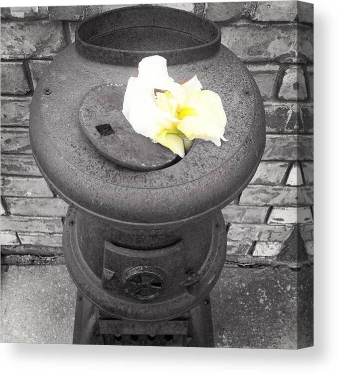 Art Canvas Print featuring the photograph #flower#yellow#old#instagood by Wes Sloan