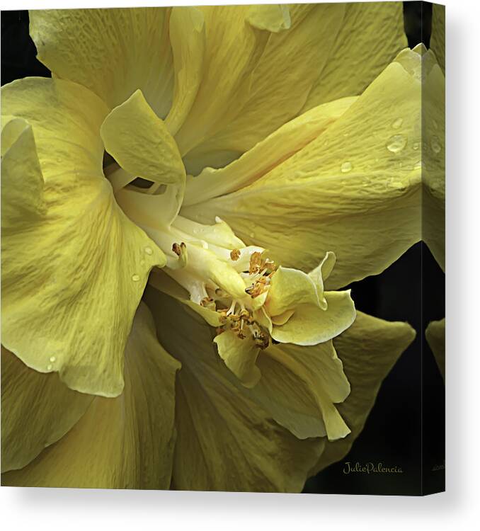 Yellow Canvas Print featuring the photograph Flowing Petals of the Chinese Hibiscus by Julie Palencia