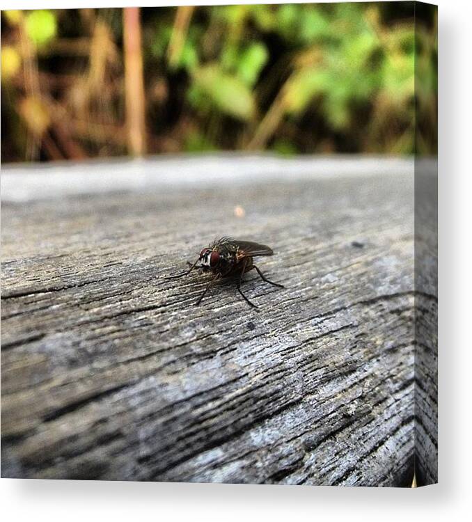 Tagforlikes Canvas Print featuring the photograph Focus fly by Scotty Sm