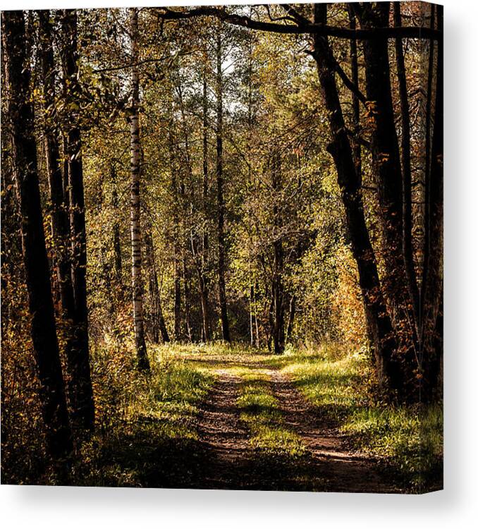 Forest Canvas Print featuring the photograph Forest by Illusorium Illustration