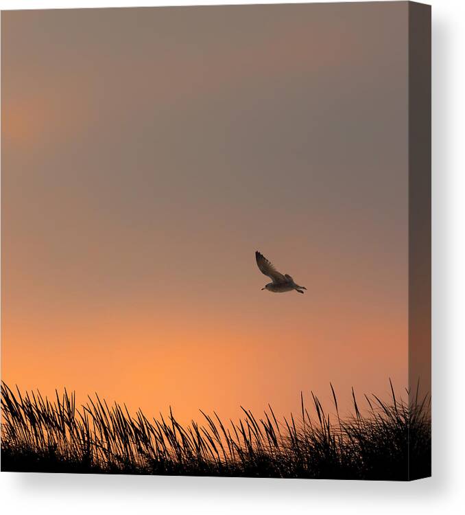 Silhouette Canvas Print featuring the photograph Free Square by Bill Wakeley