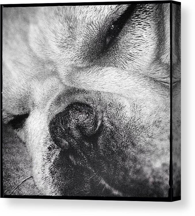 Cute Canvas Print featuring the photograph #frenchie #frenchbulldog #cute by Neil Bacon