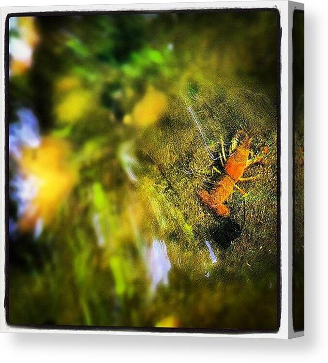  Canvas Print featuring the photograph Fresh Water Crawfish In The River by Pam Karter