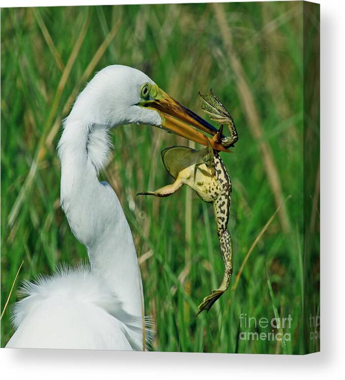 Egret Canvas Print featuring the photograph Frog Caught by Larry Nieland