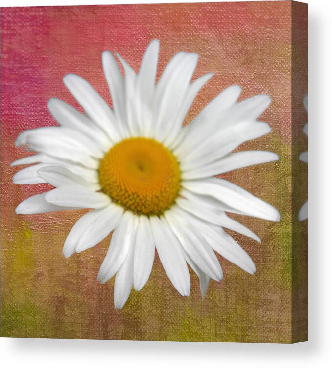 Denyse Duhaime Photography Canvas Print featuring the photograph From My Daisy Garrden by Denyse Duhaime