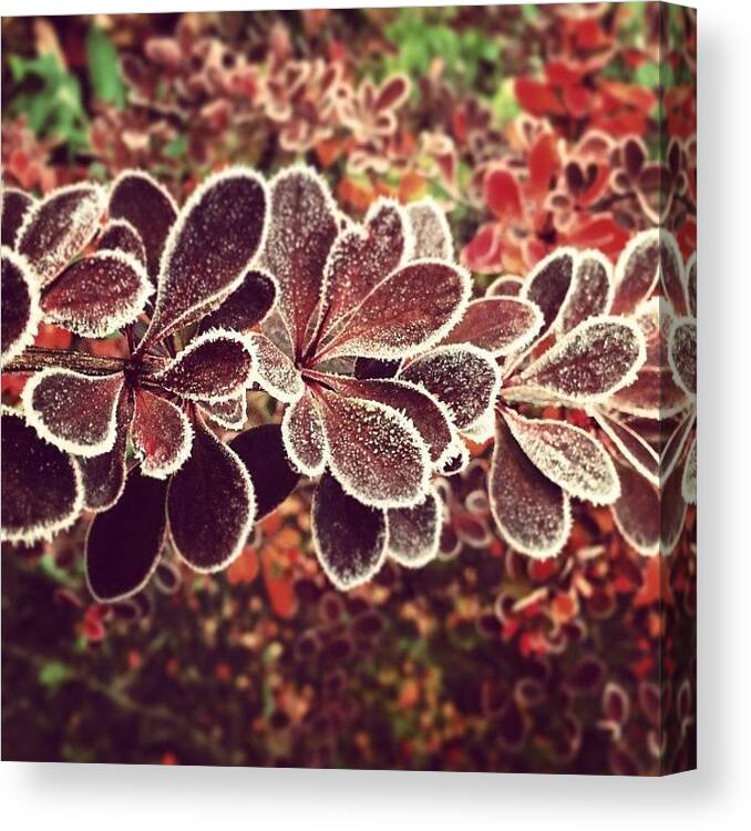 Frost Canvas Print featuring the photograph Frost by Illusorium Illustration