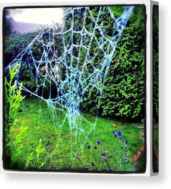 Web Canvas Print featuring the photograph Frosted Web In A Dawn Garden by Urbane Alien