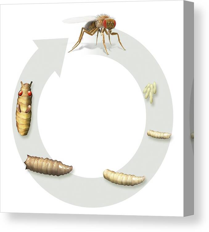 life cycle of a fruit fly