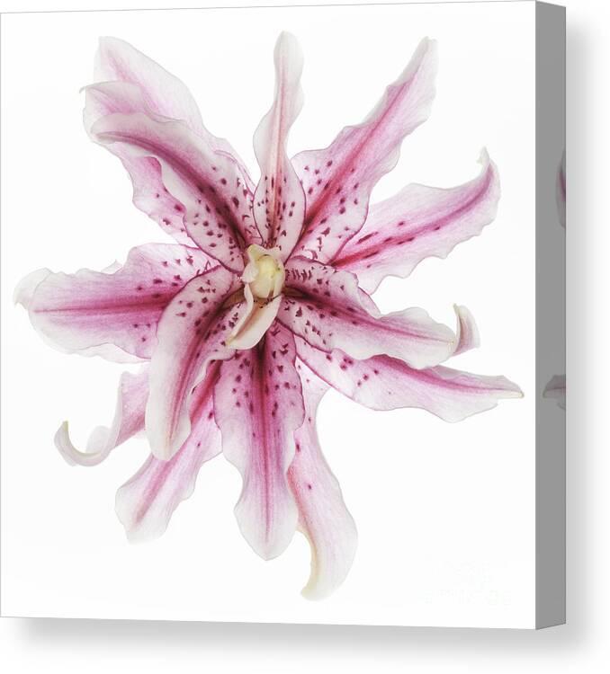 Funky Lily Canvas Print featuring the photograph Funky Lily by Patty Colabuono