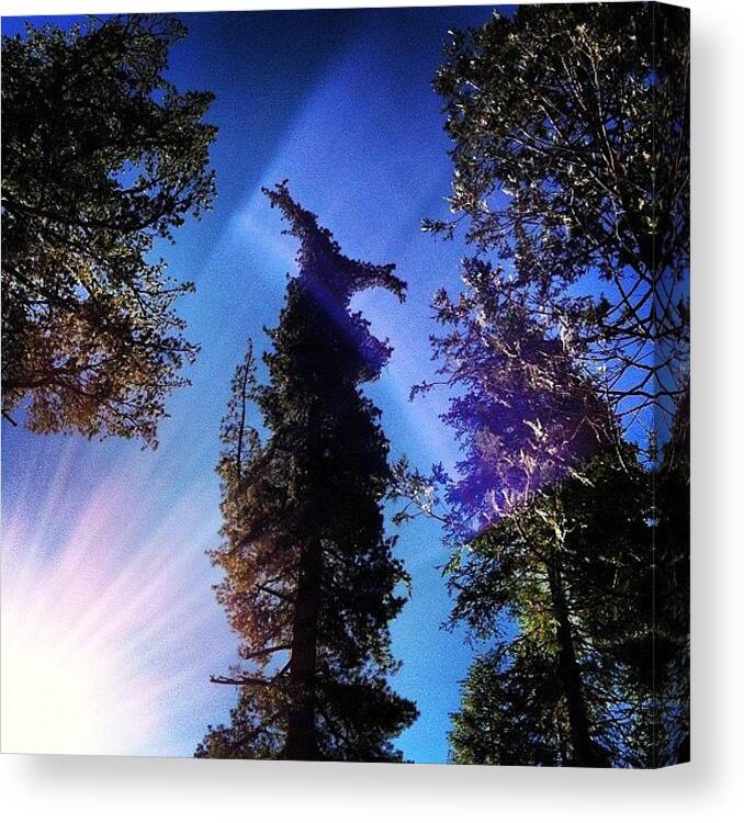  Canvas Print featuring the photograph Funny Tree Top! by Sadie Stone
