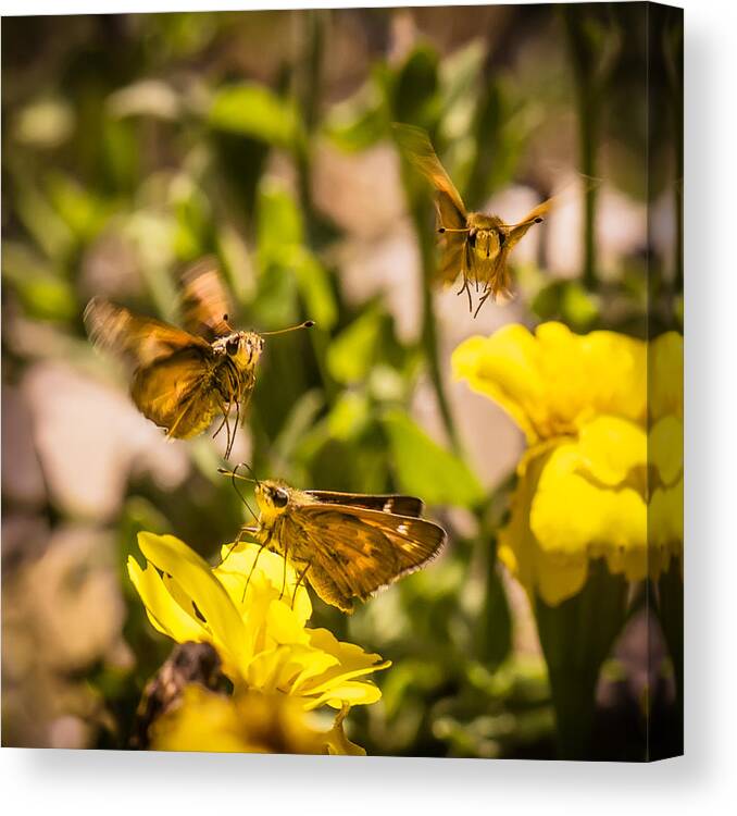 Moths Canvas Print featuring the photograph Garden Fairies Strike a Vogue Pose by Len Romanick