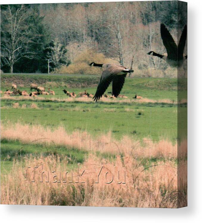 Geese Canvas Print featuring the photograph Geese and Elk  and a reminder to utter the words Thank You. by Raenell Ochampaugh