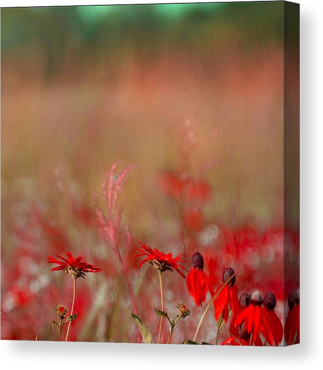 Wild Flowers Canvas Print featuring the photograph Gentle Breezes by Abbie Loyd Kern