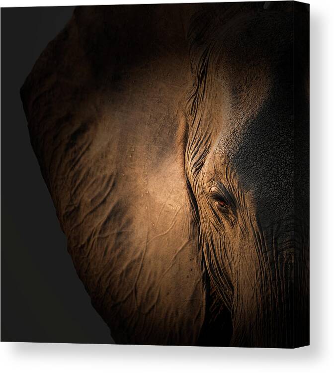 Elephant Canvas Print featuring the photograph Gentle Giant by Louise Wolbers