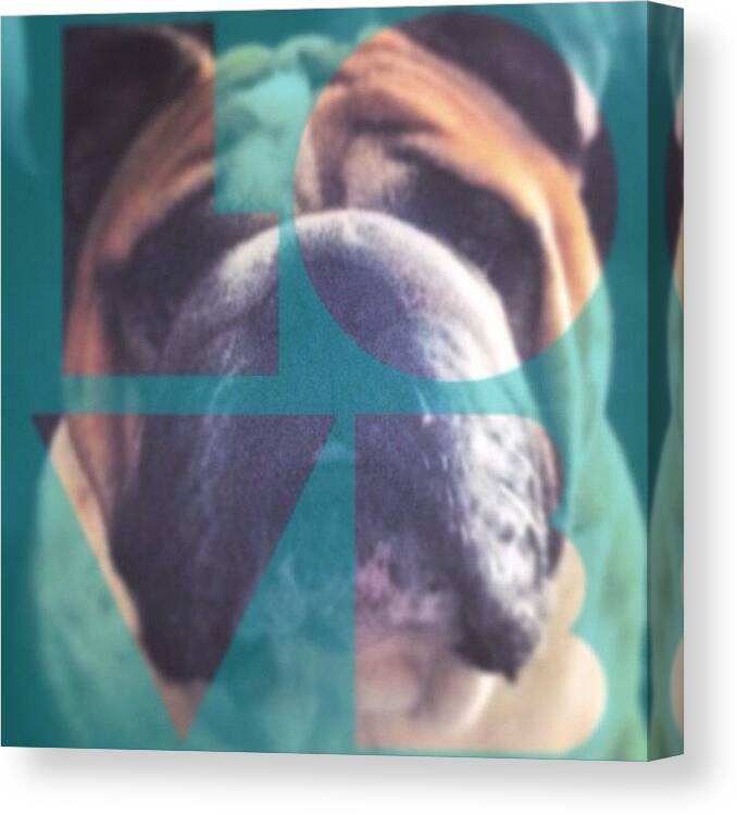 Petstagram Canvas Print featuring the photograph Geoffrey Bulldog. #geoffreybulldog by Geoffrey Bulldog