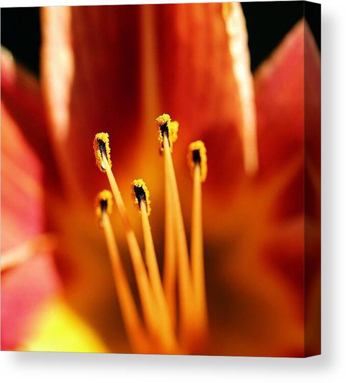 Nature Canvas Print featuring the photograph #giglio #lily by Luisa Azzolini