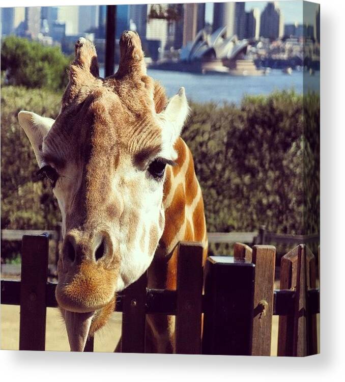Girrafe Canvas Print featuring the photograph Giraffe Raspberry by Sinead Connell