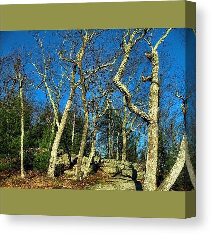 Trees Canvas Print featuring the photograph Glowing Trees On The Mountain by Katie Phillips
