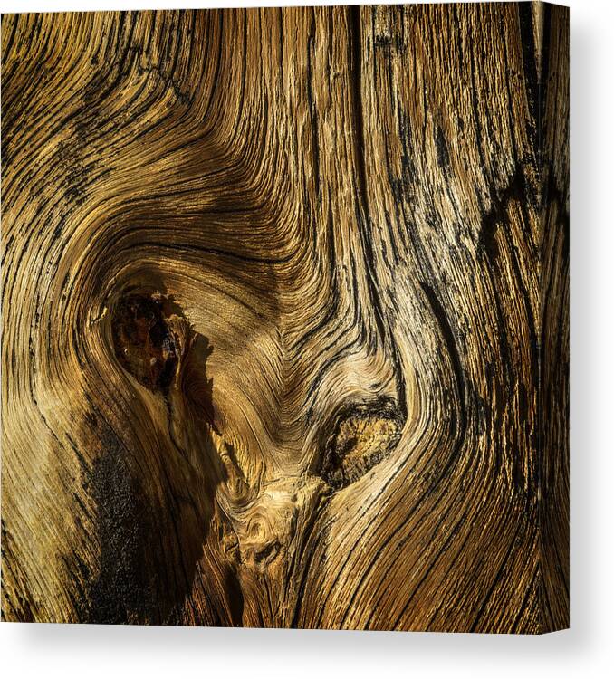 Gnarled Wood Canvas Print / Canvas Art by David Waldrop - Pixels