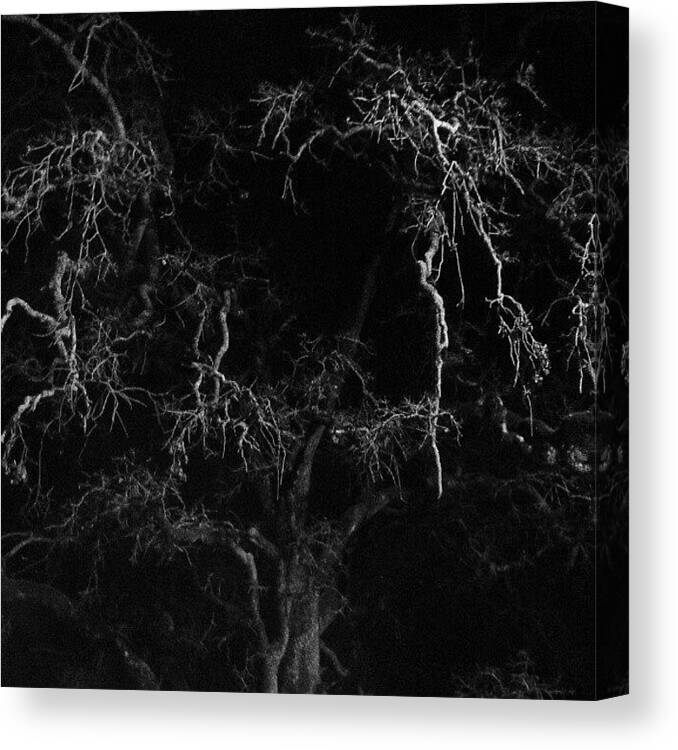 Shadows Canvas Print featuring the photograph Gnarly Night Oak by CML Brown