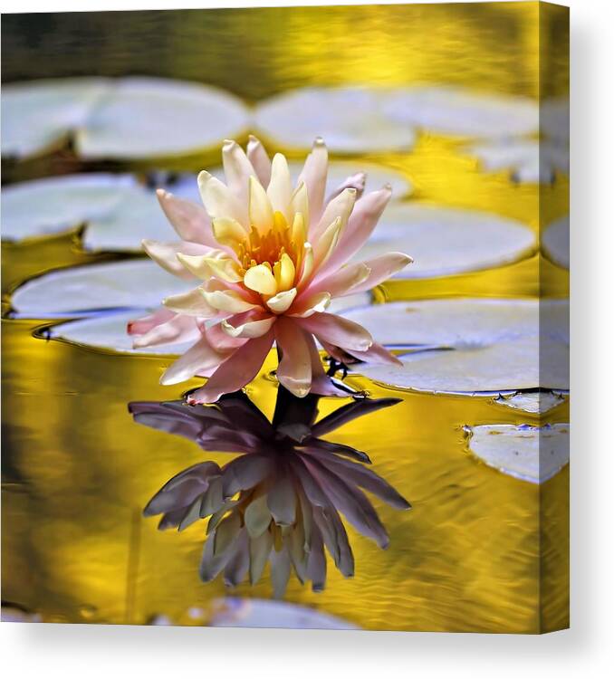 Golden Light Canvas Print featuring the photograph Golden Light by Katherine White