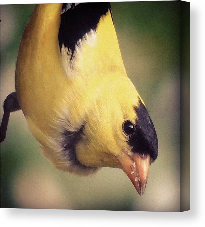 Wildlife Canvas Print featuring the photograph #goldfinch #finch #birds #bird by Robb Needham