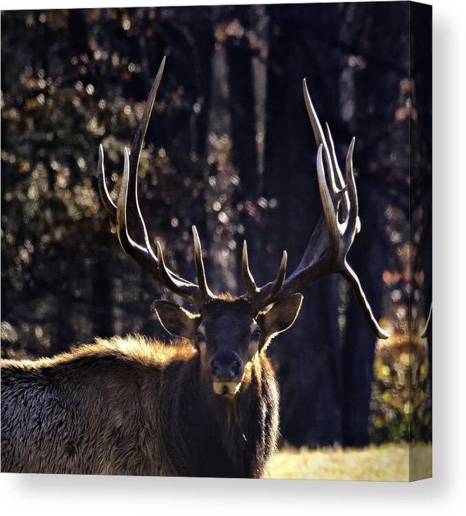 Bull Elk Canvas Print featuring the photograph Got Antlers? by Michael Dougherty