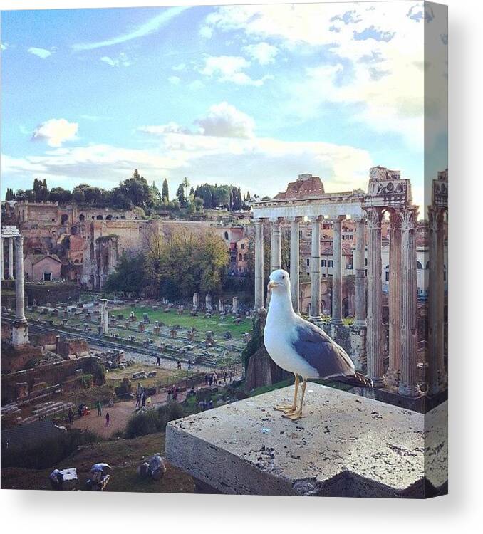 Tourist Canvas Print featuring the photograph Got Photobombed By A Seagull Today! by Frankie Melvin