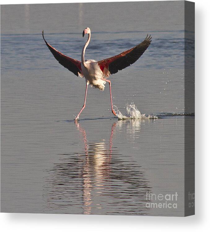 Flamingo Canvas Print featuring the photograph Graceful Landing by Heiko Koehrer-Wagner