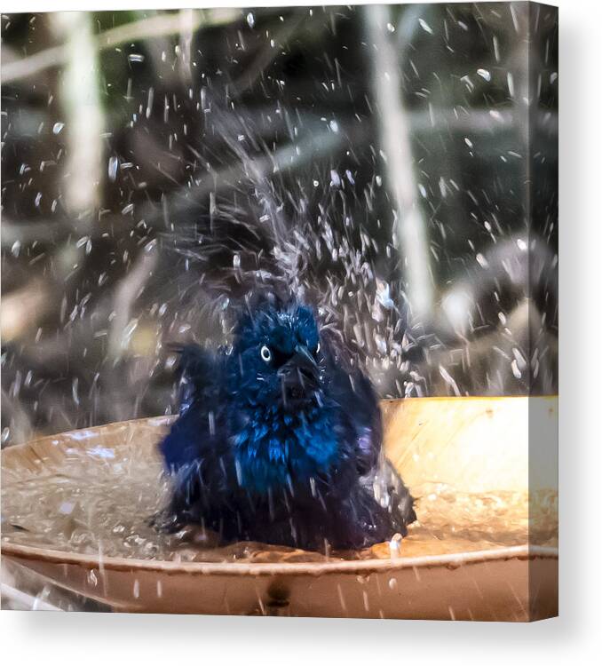 Grackle Canvas Print featuring the photograph Grackle Bath by Frank Winters