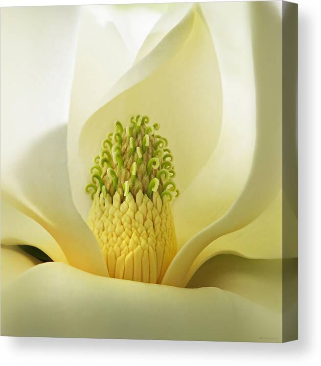 Flora Canvas Print featuring the photograph Grandiflora Magnolia by Deborah Smith