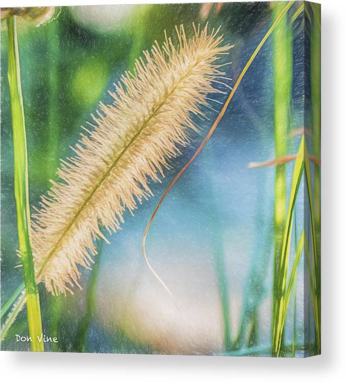 Dayton Canvas Print featuring the photograph Grass Seed Head by Don Vine
