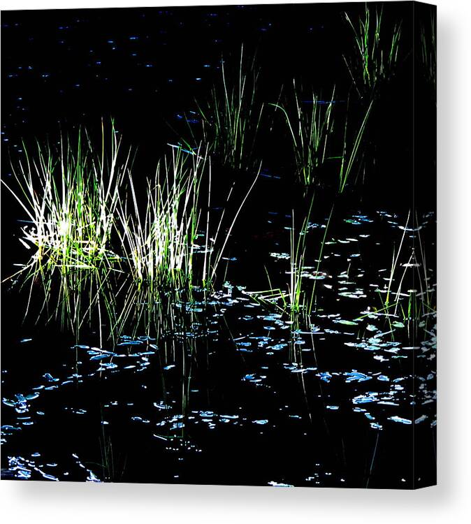 Grass Canvas Print featuring the photograph Grassy Lights by Suzy Piatt