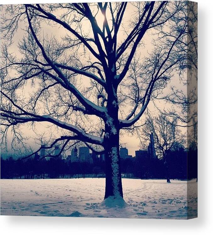  Canvas Print featuring the photograph Great 🌲 On The Great Lawn by Jenna Redmond