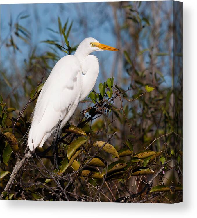Egret Canvas Print featuring the photograph Great White Egret by Raul Rodriguez