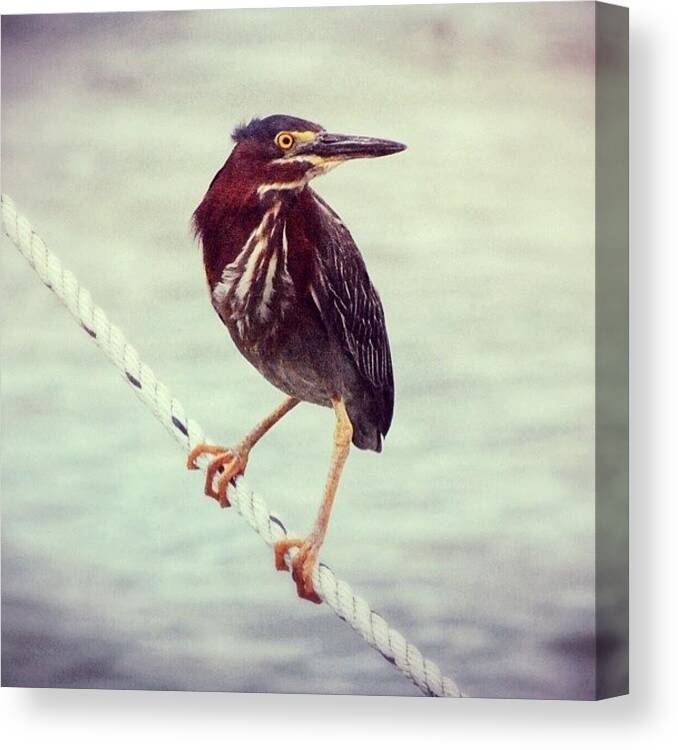 Mextures Canvas Print featuring the photograph Green Heron by Jayna Wallace