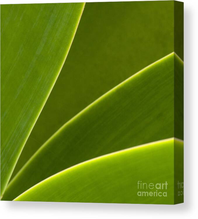 Heiko Canvas Print featuring the photograph Green Leaves Series 2 by Heiko Koehrer-Wagner