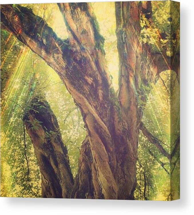 Love Canvas Print featuring the photograph Green Me! by Emanuela Carratoni