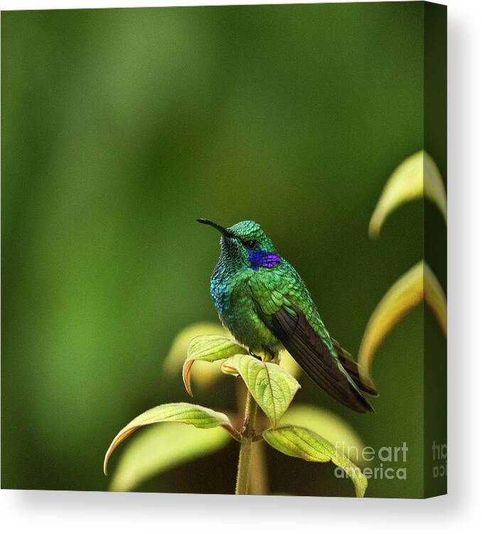 Bird Canvas Print featuring the photograph Green Violetear Hummingbird by Heiko Koehrer-Wagner
